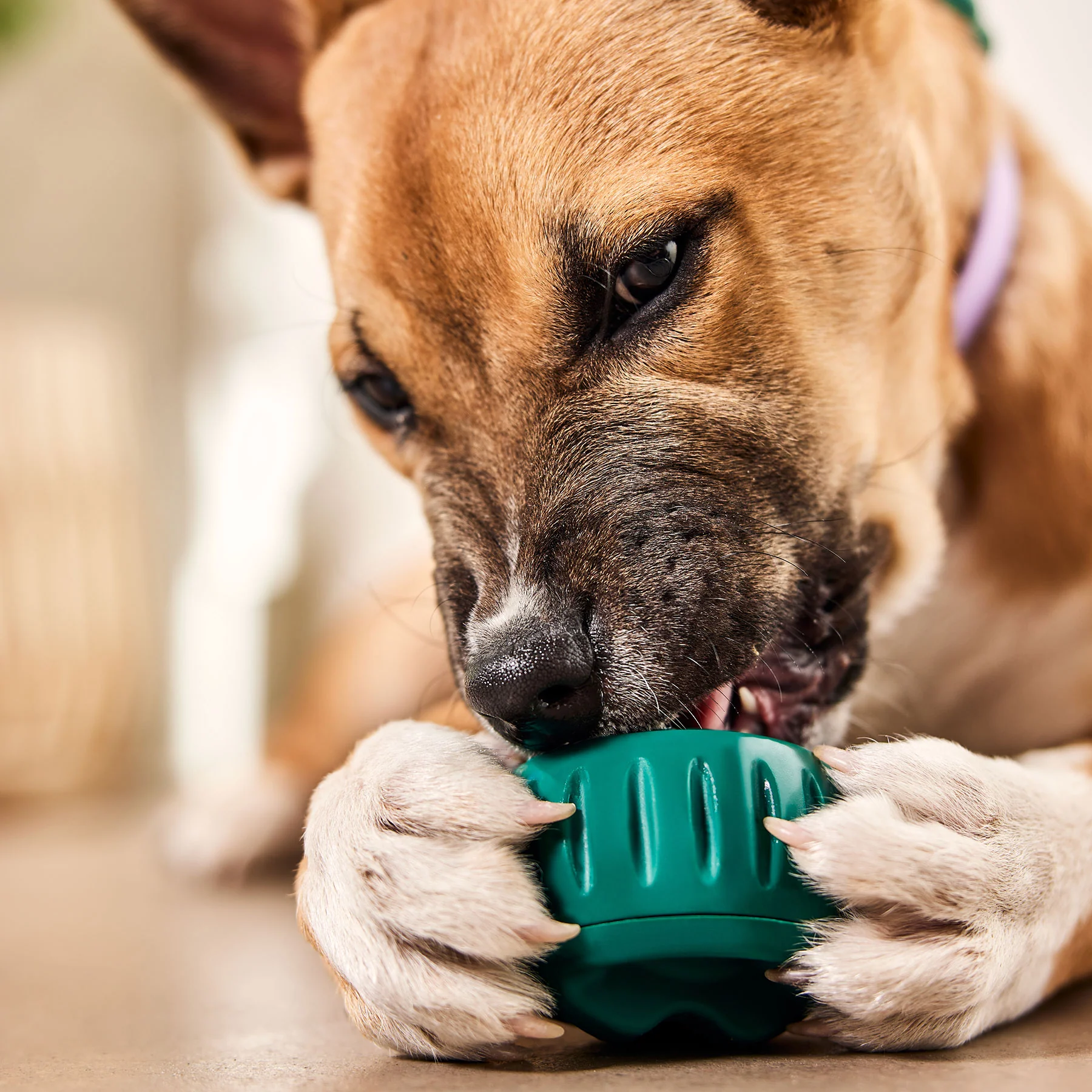 Pupsicle (grün, Größe XL) - Image 3