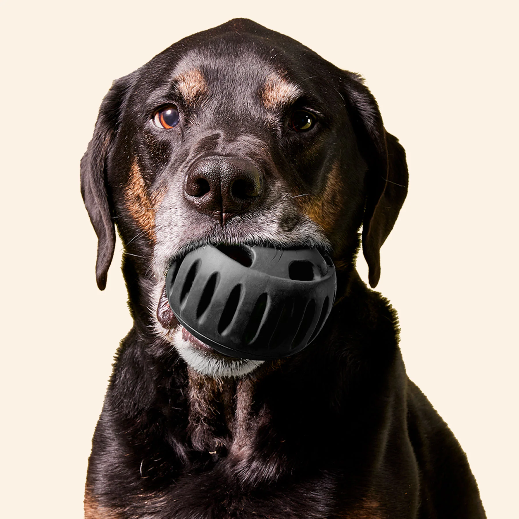 Pupsicle (schwarz, Größe XL) Starter Paket - Image 2